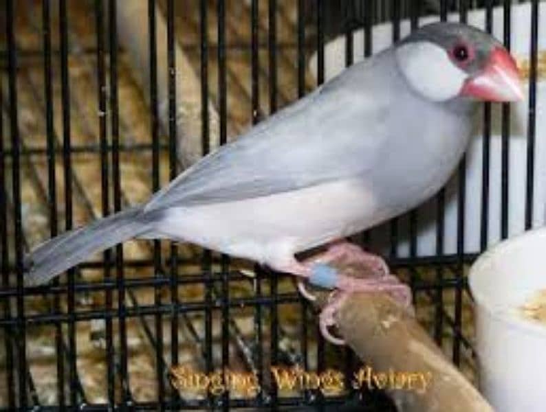 Java Finch Ready to Breed and Breeder 9