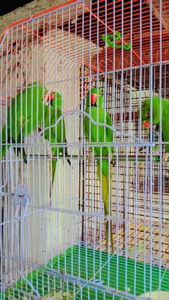 Ringneck & Raw Parrot Pairs For Sale 0