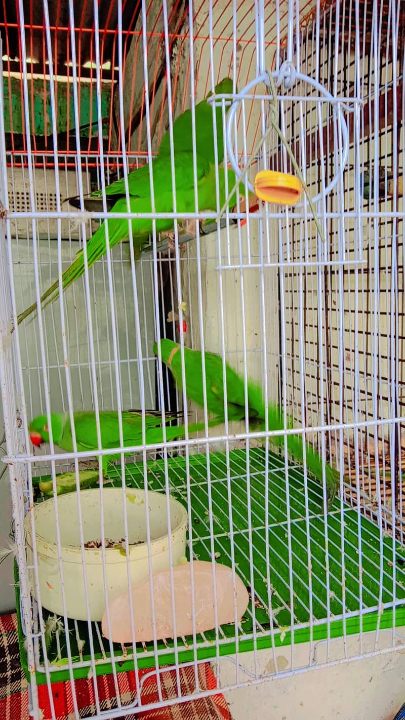 Ringneck & Raw Parrot Pairs For Sale 5