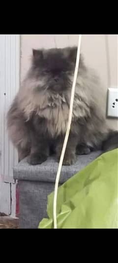 triple coat tri-shade silver grey Persian female