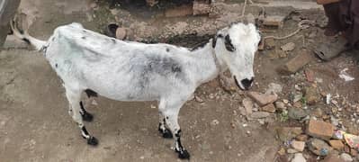 tedi bakri or bakra