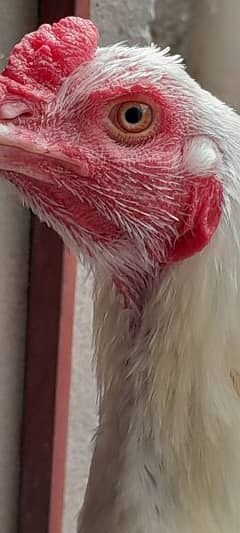 Heera Aseel Setup & Golden Misri hens for sale