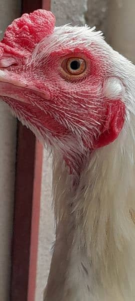 Heera Aseel Setup & Golden Misri hens for sale 0