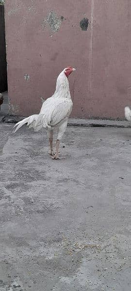 Heera Aseel Setup & Golden Misri hens for sale 1