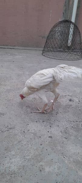 Heera Aseel Setup & Golden Misri hens for sale 4