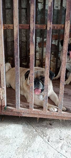 2 pug females and 1 male 2