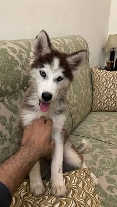 beautiful syberian huskies up  for sale