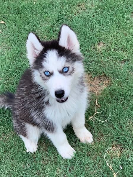 beautiful syberian huskies up  for sale 1