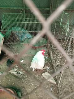 Bantam male or exchange with aseel hen