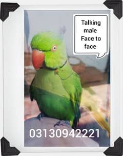 talking parrot