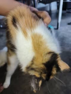 calico female cat available for sale