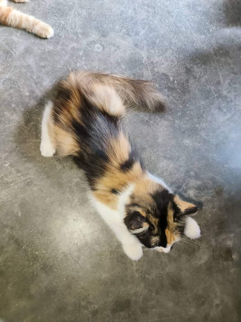 calico female cat available for sale 1