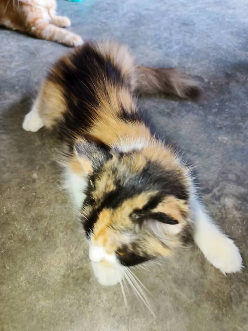 calico female cat available for sale 2