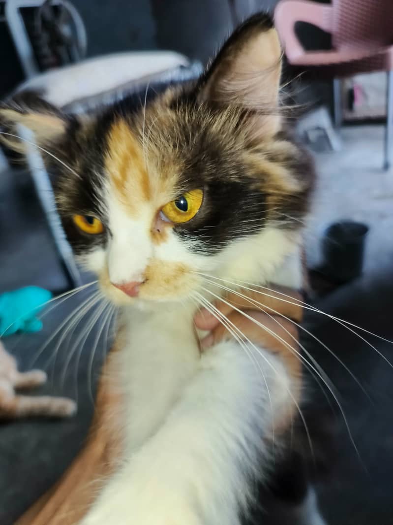 calico female cat available for sale 3