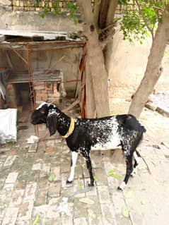 Beautiful female bakri and bacha available for sale