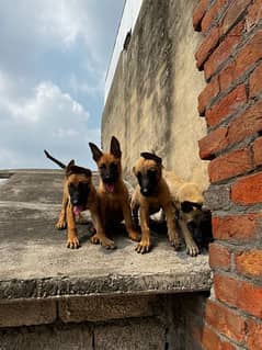 Belgian Malinois Puppy/ Belgian puppies /K9 dogs for sale