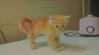 2 Months Triple coated Female Ginger Persian Kitten 0