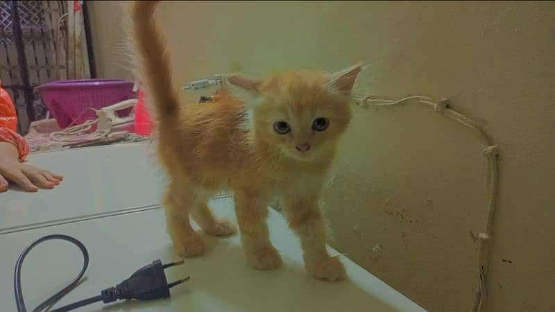 2 Months Triple coated Female Ginger Persian Kitten 2