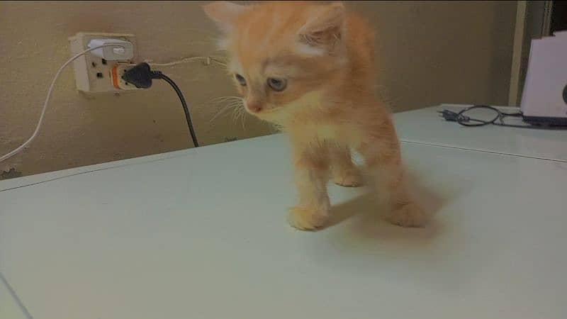 2 Months Triple coated Female Ginger Persian Kitten 3