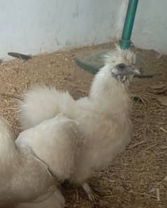 White silkie female