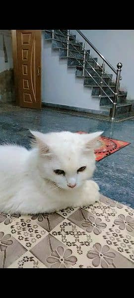 Persian Cat with Kitten 0