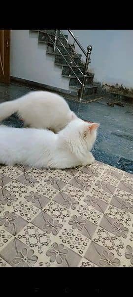 Persian Cat with Kitten 4