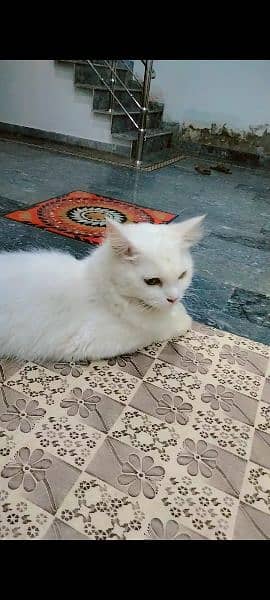 Persian Cat with Kitten 5