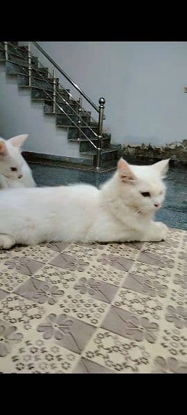 Persian Cat with Kitten 7