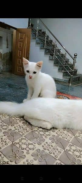 Persian Cat with Kitten 8