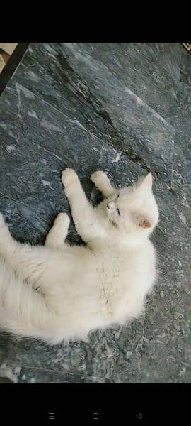 Persian Cat with Kitten 10