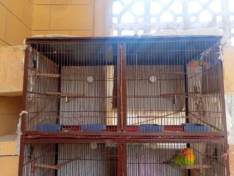 bird cage 1