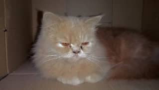 Persian cat punch face triple coated