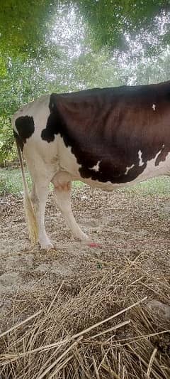 Cow