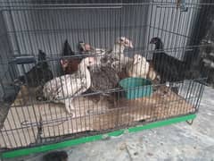 golden misri | Austrolop| Lohman Brown|RIR chick| hens|murghi | cages