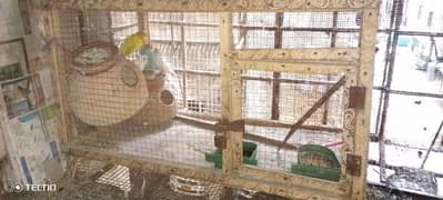 Parrots & Cage for Sale