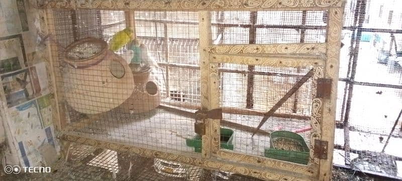 Parrots & Cage for Sale 0