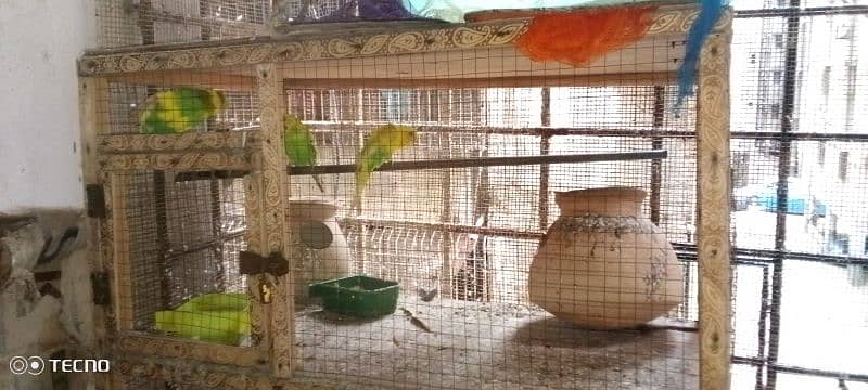 Parrots & Cage for Sale 1