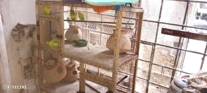 Parrots & Cage for Sale 2