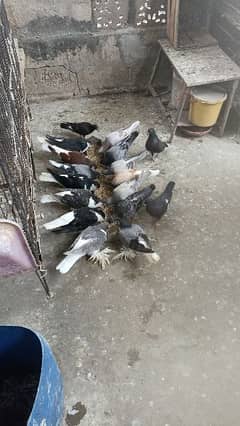 All Pigeons for sale