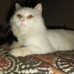 Female triple coat persian cat