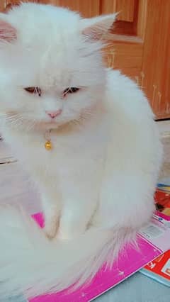 Persian Male Cat