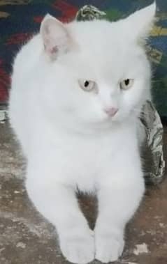 3 years old cute white female cat for sale