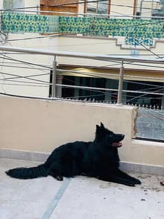 Full Black long coat German shepherd Female available for sell