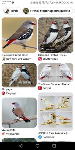 silver Diamond fire tail finch Owl finch Star finch required