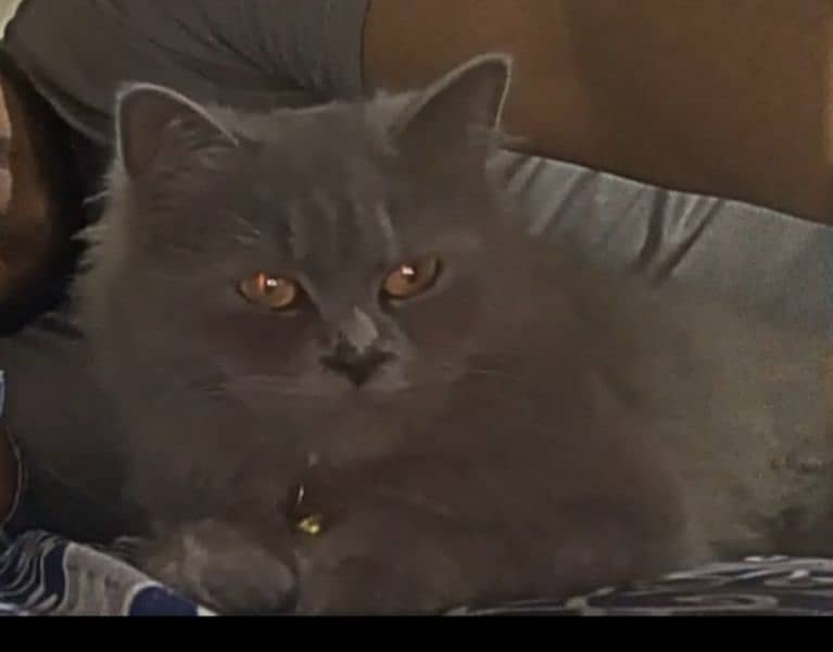 British Shorthair. 2