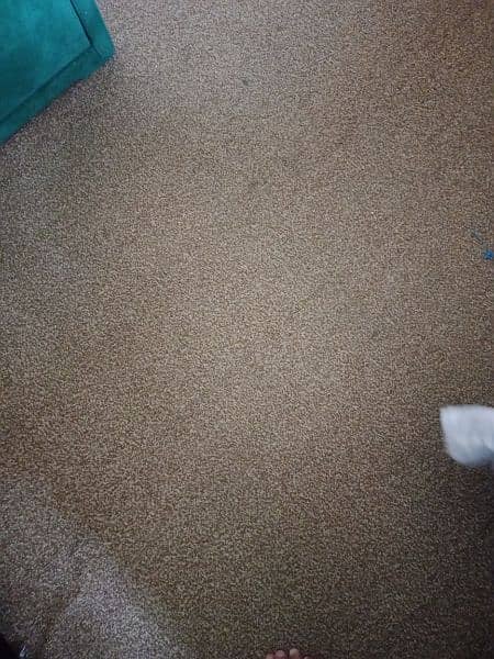 carpet 1