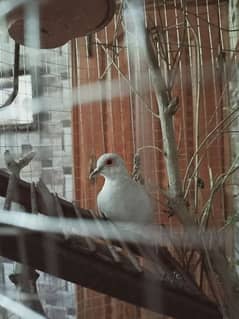 diamond dove breeder pair for sale