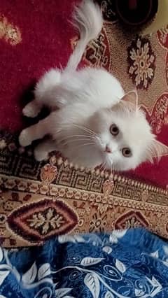 Persian male cat yellow eyes. . cute and healthy