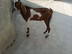 Dasi bakra 03145387877