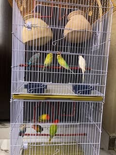 Love birds / Australian bugdie parrots